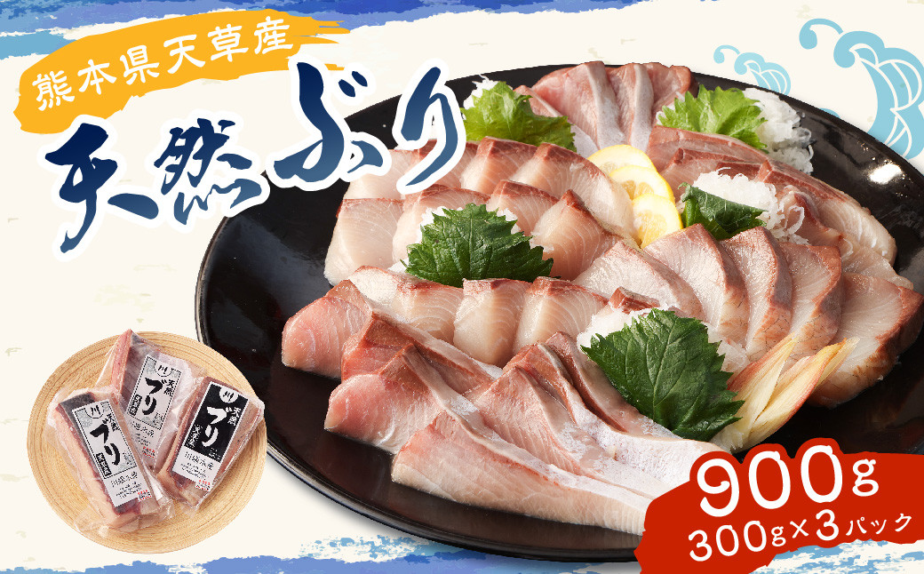 
熊本県 天草産 天然ぶり 刺身 (ブロック) 約300g×3パック 合計約900g ブリ ぶり 鰤 魚 冷凍
