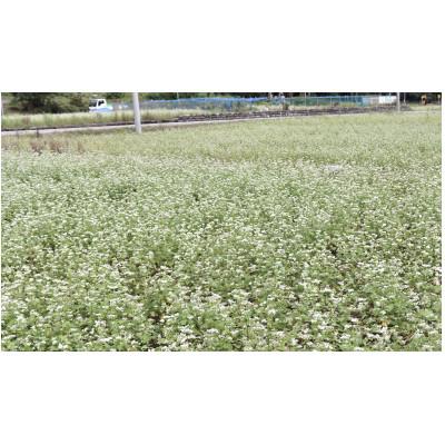 ふるさと納税 白山市 丸いも入り　白山麓そばセット(8食分) |  | 03