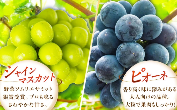 ぶどう 葡萄 果物 シャインマスカット ピオーネ マスカット 贈答用 食べ比べ