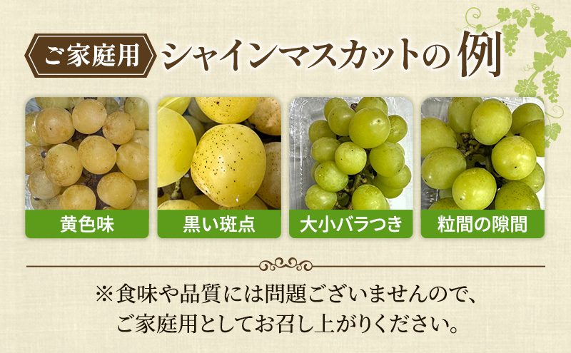 ぶどう 2026年 先行予約 【平均糖度20度】ご家庭用 農家こだわりの シャイン マスカット 3～5房 合計約2.0kg ブドウ 葡萄 岡山県産 国産 フルーツ 果物 【 Nini farm 農家 直送 】