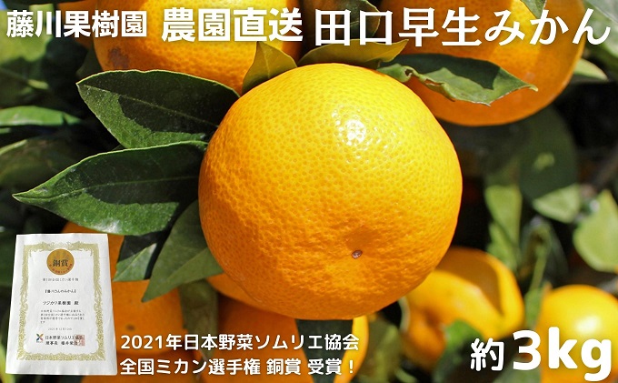 2026年秋よりお届け 農園直送 田口早生みかん　約3kg 果物類 