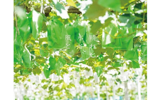 【2027年先行予約】厳選 岡山県産 シャインマスカット・ピオーネ 詰合せ 1.5kg以上 2～3房 産地直送 朝採れ / ぶどう 葡萄 フルーツ 先行予約 真庭市【kgftmt009-03】