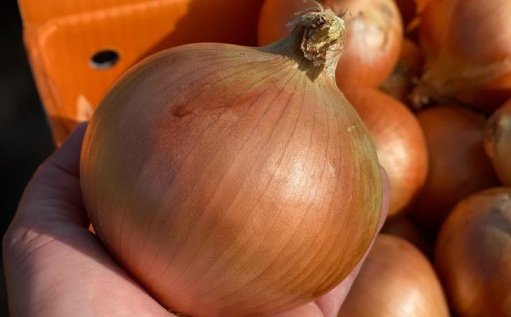 原田兄弟の一番玉ねぎ　３kg