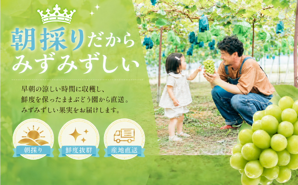 ぶどう 2026年 先行予約 ［ご家庭用］ シャイン マスカット 2房（合計1kg以上）  ブドウ 葡萄  岡山県産 国産 フルーツ 果物 OEC KINGDOM ぶどう家 果物類