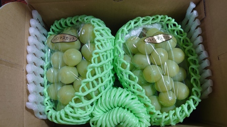 先行予約 大粒 シャインマスカット 約1kg (1房 約350g～500g×2～3房入り) 【2026年7月下旬から8月中旬発送予定】