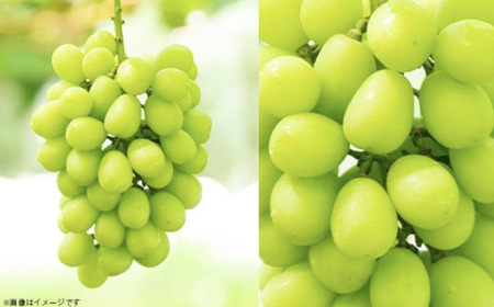 シャインマスカット ＆ 梨 セット （あきづき or 豊水） 先行予約 R8年産 シャインマスカット