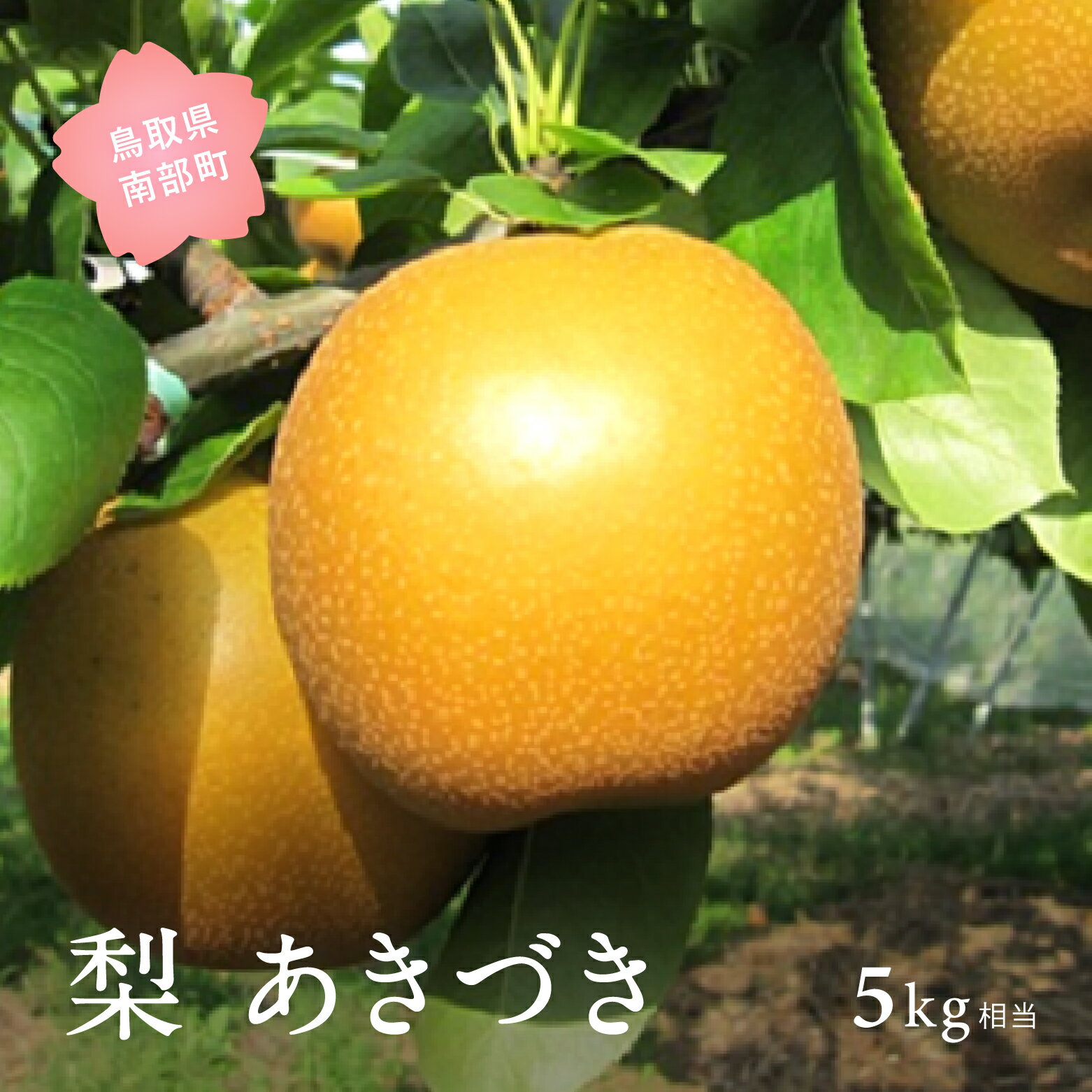 【ふるさと納税】あきづき［梨］（5kg箱）2026年9月出荷予定＜数量限定＞ 梨 なし フルーツ 鳥取県南部町 【先行予約】