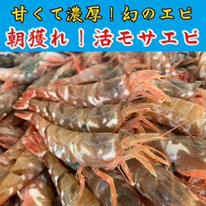 （先行予約）鳥取網代港 ≪幻のエビ≫朝獲れ！活モサエビ約500g【さかなや新鮮組】発送は2027年2月～【23003】