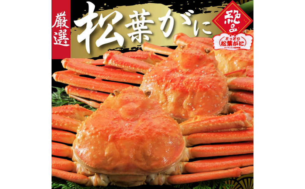 松葉がに タグ付き（茹で）中サイズ 1枚 312011_FT015