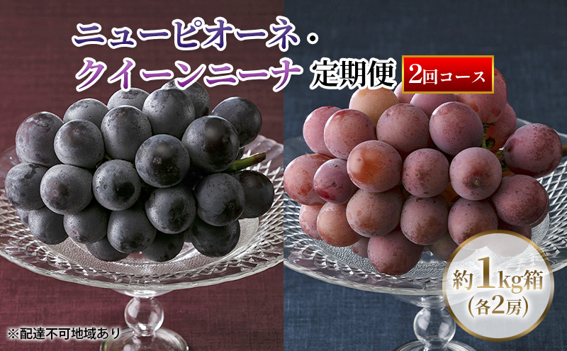 
            【定期便】【2025年先行予約】 ぶどう 岡山県産 ニューピオーネ ・ クイーンニーナ 1kg箱（各2房） 定期便 2回 《2025年8月下旬-9月中旬頃出荷》 葡萄 ブドウ 岡山県産 フルーツ 果物 数量限定
          