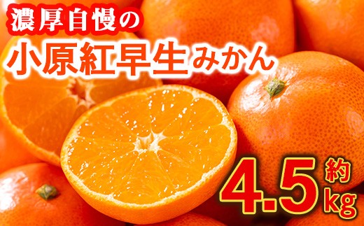 ＜先行予約！2026年12月上旬以降順次発送予定＞香川県産 小原紅早生みかん(約4.5kg) 【man358】【Aglio nero】