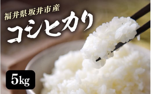 【令和6年産】 福井県 坂井市産米 コシヒカリ 5kg (白米) 【お米 米 こめ コメ こしひかり 白米 5キロ 精米 ブランド米 ふるさと納税米 産地直送】 [A-3295]