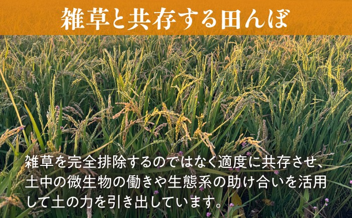 玄米 自然栽培 ななつぼし