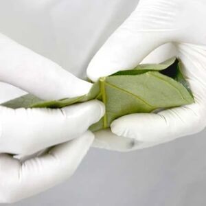 魅惑の柿の葉寿司 さば24個入 (冷蔵) / 和歌山 紀の川 かつらぎ町 鯖寿司 ふるさと納税 すし 魚介類 水産 食品 人気 おすすめ 送料無料【A-frks178】