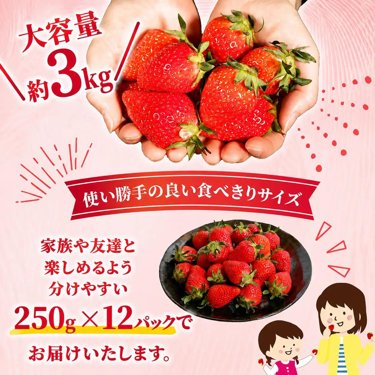 いちご やよいひめ 計3kg 【いちご】