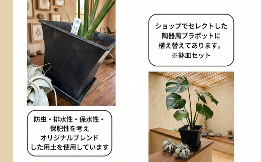 P3観葉植物 モンステラ・タイコンステレーション | インテリア 室内 観葉植物 インテリアグリーン 植物 自然 大阪府 河内長野市 4月-11月発送