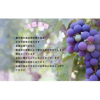 ふるさと納税 伊達市 【発送月固定定期便】伊達なフルーツ定期便 シャインマスカットと巨峰orピオーネ全2回 |  | 02