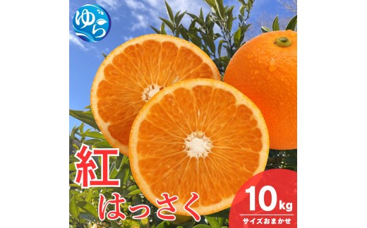 和歌山県産 紅 はっさく 10kg  サイズおまかせ / 八朔 ハッサク 柑橘 果物 和歌山 ※2027年2月中旬～3月中旬に順次発送予定 ※北海道・沖縄・離島配送不可 【eiw021-beni-10】