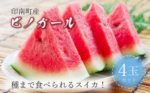 種まで食べられるスイカ！印南町産 ピノガール【4玉セット】