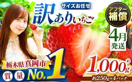  【4月発送】訳あり とちあいか サイズ お任せ 約1000g （250g×4パック） | 4月 おいしい 訳あり お菓子 デザート | 生産量 日本一 果物 フルーツ 苺 イチゴ 2026年分 シーズン 先行受付 栃木県 真岡市 送料無料