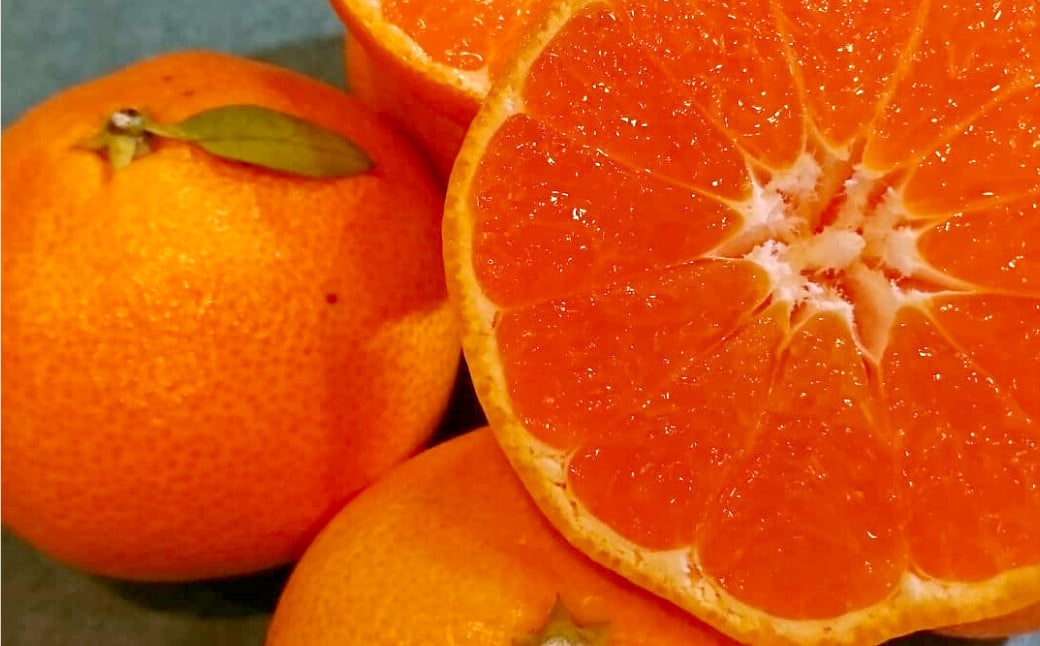 長崎県産 訳あり 伊木力系温州みかん10kg ／ 果物 くだもの フルーツ 柑橘 蜜柑 ミカン 温州みかん 青果品 国産 大将農園 長崎県 長崎市 【2025年11月下旬～12月下旬迄発送予定】