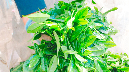 【数量限定】令和7年産 新米 コシヒカリ 10kg 玄米 煎茶 セット