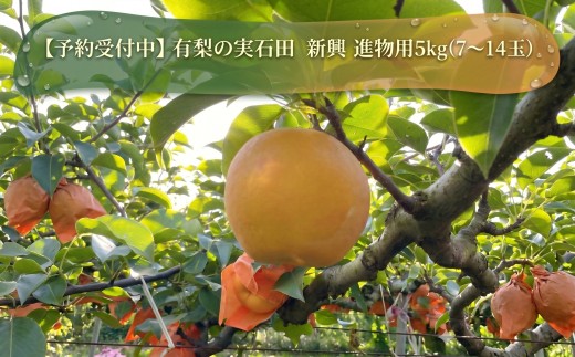 【予約受付中】有梨の実石田 新興 進物用5㎏