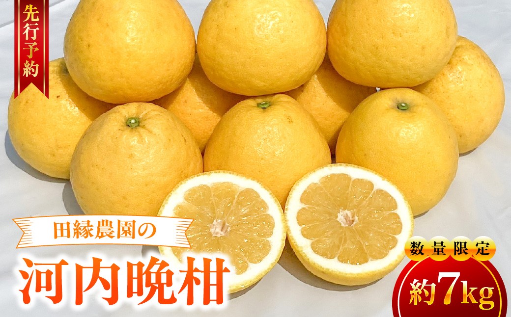 
                  【先行予約】【数量限定】田縁農園の河内晩柑約7kg ※離島への配送不可 （2027年4月10日より順次発送） 【 ふるさと納税 人気 おすすめ ランキング みかん ミカン 蜜柑 河内晩柑 フルーツ 果物 愛媛県産 田縁農園 愛媛県 伊方町 送料無料 】 IKTA020
                