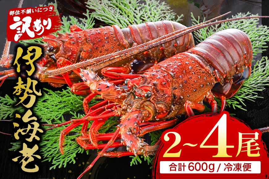 
                  伊勢えび（活冷）2～4尾(600g) バタバタしたら角と足がとれちゃいました〈訳あり〉おせち お歳暮  刺身 天然 お祝い 海鮮 魚介 BBQ バーベキュー みそ汁【BB25】
                