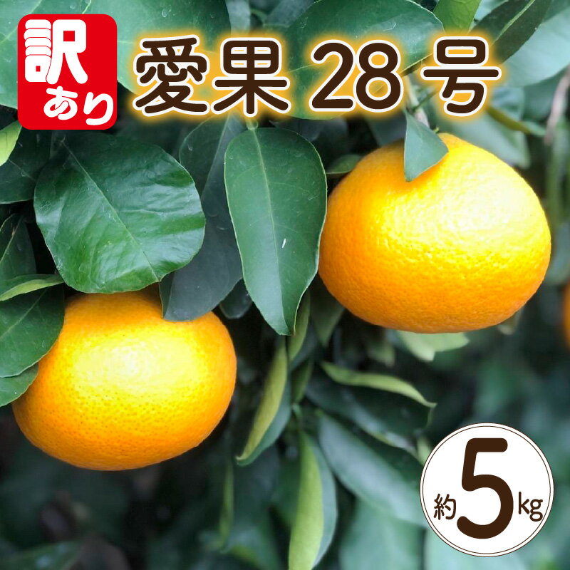 【ふるさと納税】 【訳あり】 愛果28号 約5kg 【2026年12月上旬頃から順次発送】 | 愛媛果試第28号 あいか 愛果28号 みかん 柑橘 アイカ 先行予約 ミカン かんきつ 果物 フルーツ おすすめ 蜜柑 送料無料 愛媛県 松山市