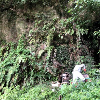 ふるさと納税 山鹿市 【熊本県北山麓】日本みつばち菊鹿405g |  | 02