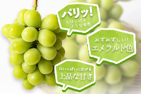秀品 シャインマスカット約1.2kg《9月中旬-11月上旬頃順次出荷(土日祝除く)》シャインマスカット シャインマスカット st-p