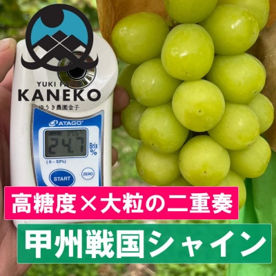 【本場山梨誇る】高糖度×大粒が織りなす甲州戦国シャインマスカットプレミアム2026年9月下旬より発送【配送不可地域：離島】