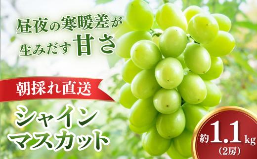 シャインマスカット【2026年9月上旬より順次発送・先行受付】【訳あり】もてぎ育ちのシャインマスカット 約1.1kg（2房）| シャインマスカット しゃいんますかっと ぶどう 葡萄 ブドウ フルーツ 果物 ギフト 贈り物 もてぎプラザ 栃木県 茂木町