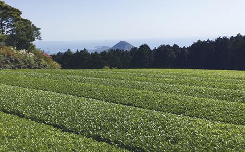[C243p］黄綬褒章受章有機ほうじ茶入り健康茶