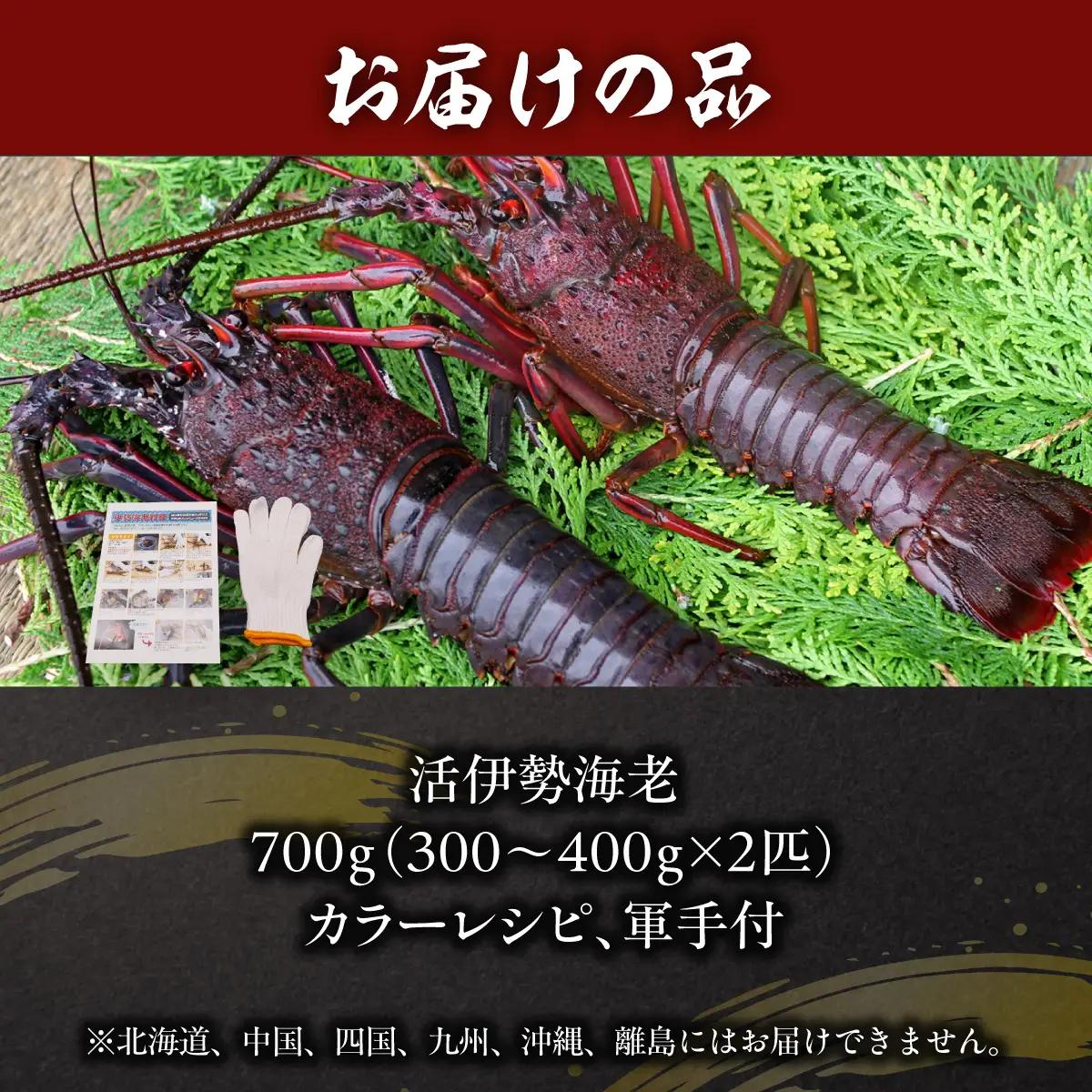 活伊勢海老700ｇ（300～400ｇ×2匹）  ONJB044