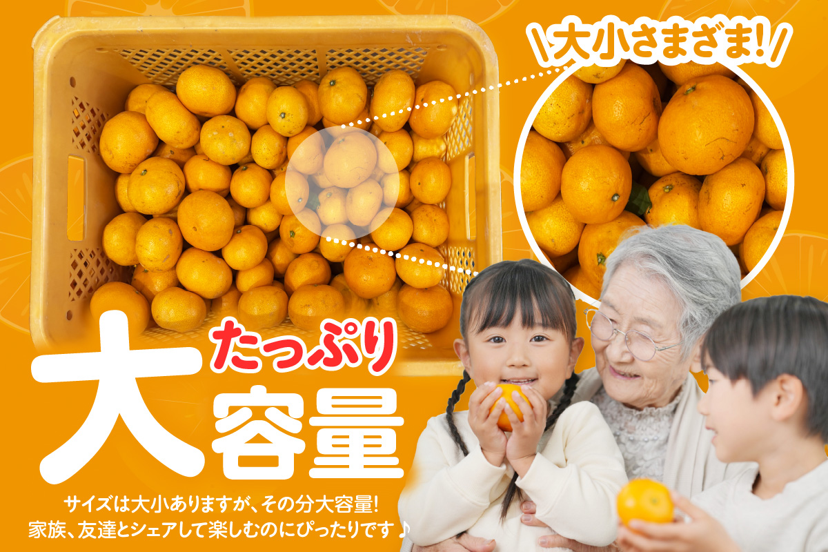 【先行予約】【2026年12月発送】【訳あり】不揃いみかん・5kg×1箱│フルーツ 果物 オレンジ 甘い 産地直送 柑橘 大容量 お得  愛知県 東浦町