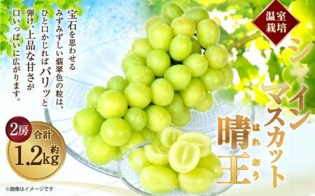 [HS]温室 シャインマスカット 晴王 2房 約1.2kg【2026年7月上旬～8月下旬発送予定】マスカット 葡萄 ぶどう ブドウ フルーツ 果物 くだもの デザート 冷蔵 岡山県 倉敷市