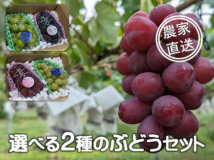 【ふるさと納税】担当者おすすめ「味覚の里なかがわ」の採れたてくだもの【農家直送】木下農園のぶどう2種セット　約1Kg【選べる品種　種なし　皮ごと】