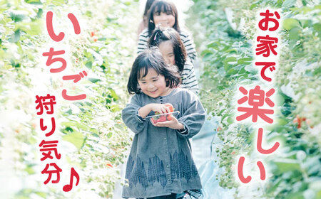 【先行予約】【全2回定期便】ゆうべに いちご セット 250g×4P 農園直送 産地直送 熊本県産 いちご イチゴ 苺 山都町産 いちご 完熟 いちご イチゴ 苺 いちご狩り 家庭用 いちご イチゴ 