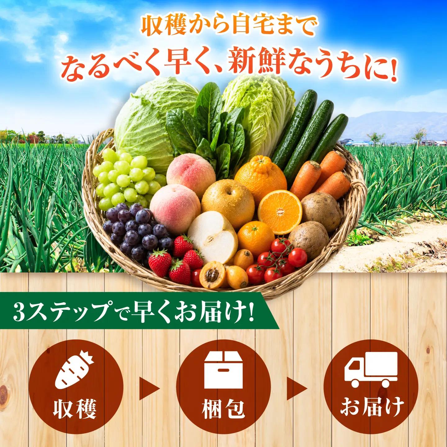 【3回定期便】【産地直送】長崎県諫早産 旬の野菜＆フルーツ詰め合わせ 9・11品目程度 季節のおまかせセット / 野菜 フルーツ 果物 セット 詰め合わせ 旬野菜セット 旬のフルーツ 旬 食べ比べ 産