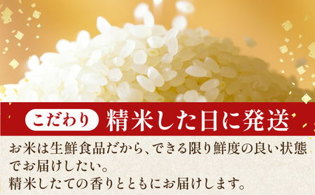 【令和7年産】 新米 コシヒカリ 精米 5kg