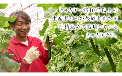 【 2026年2月上旬発送開始 】スーパーフルーツトマト 小箱 約800g ( 7～13玉 ) 糖度9度以上 ＆ 新鮮 きゅうり 約20本 と PREMIUM ドレたれセット とまと トマト 野菜 サ