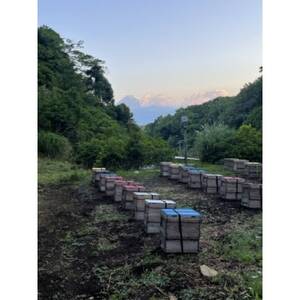 伊豆産ハチミツレモンシロップ【1693125】