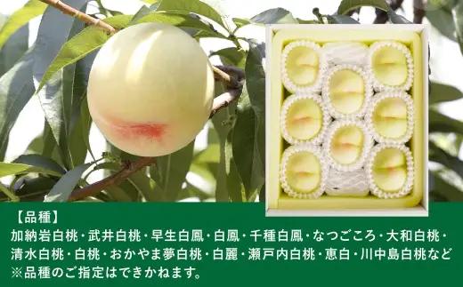 岡山白桃 （ 中世 ） 8玉 （ 1玉 220g以上 ） 白桃 くだもの 果物 国産 岡山県産 果汁 糖度 果肉 フルーツ 果皮 有袋栽培 食感 果実 もも モモ 桃 【 2026年7月上旬～8月下旬