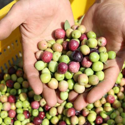 ふるさと納税 小豆島町 【井上誠耕園】2025年度産　小豆島産アルベキーナオリーブオイル 135g×5本 |  | 02