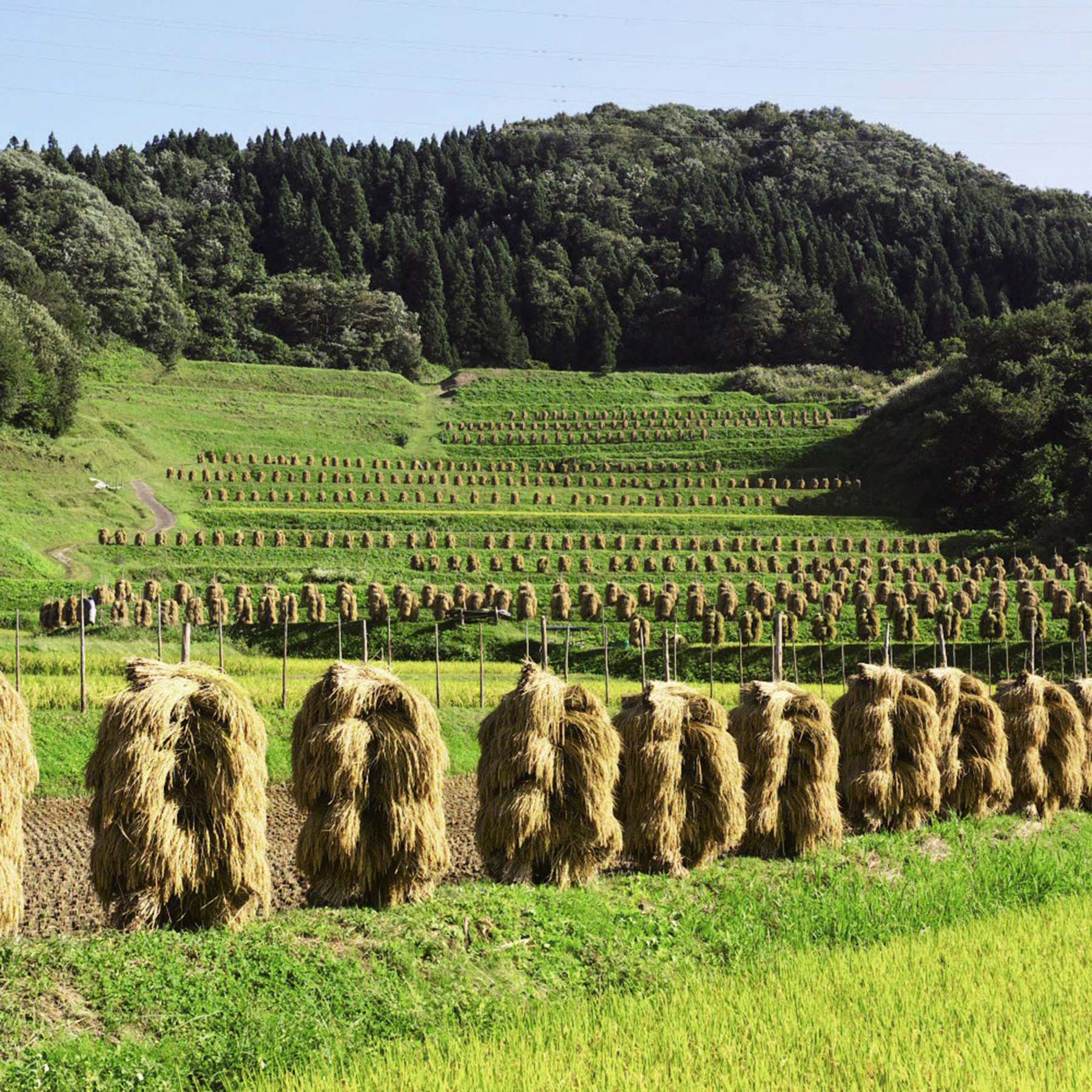 【令和8年産新米予約】山形県産雪若丸2kg×3袋