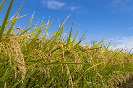 令和7年度 笠間市産 ミルキークイーン 10kg 精米 新米 白米 米 茨城県 CU-031