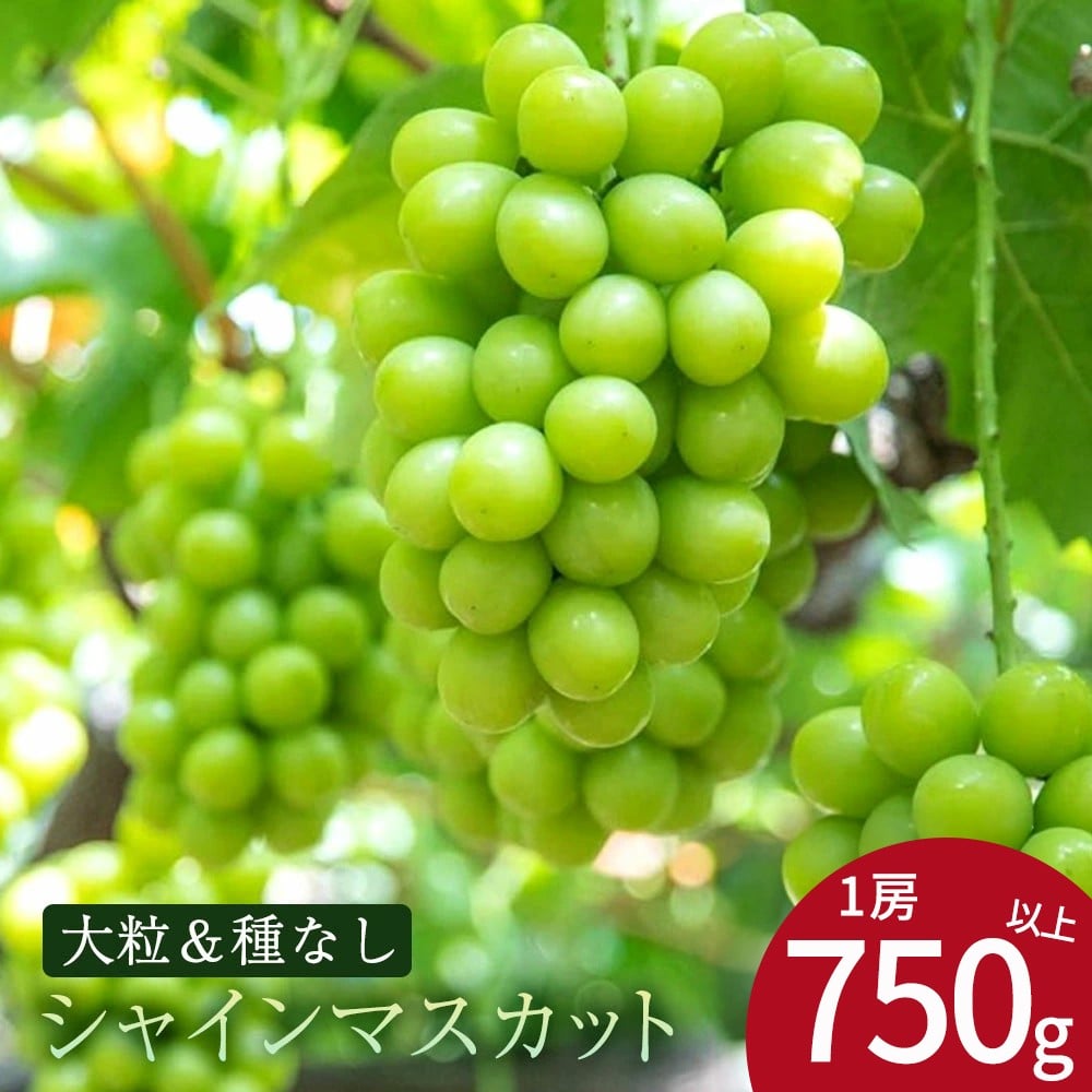 
            【ふるさと納税】 期間限定 シャインマスカット 期間限定 1房(750g以上) ぶどう マスカット 旬 糖度 皮ごと 種なし 送料無料 ギフト 贈答用 国産 食品 フルーツ お取り寄せ お取り寄せグルメ
          