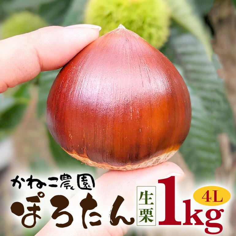 【ふるさと納税】【2025年先行予約】 笠間の栗・かねこ農園の生栗「ぽろたん」1kg（4L） 栗 クリ くり 生栗 茨城県 笠間市 送料無料
